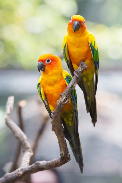 Sol Conure Loro Rama Del Árbol Come Comida —  Fotos de Stock