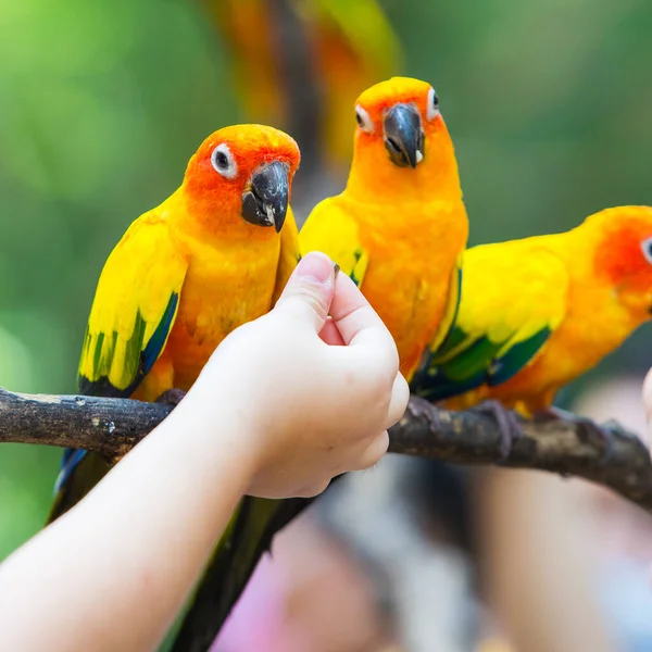 Sol Conure Loro Rama Del Árbol Come Comida —  Fotos de Stock