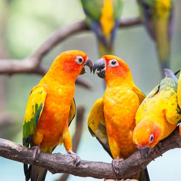 Słońce Conure Papuga Gałęzi Drzewa Zjada Jedzenie — Zdjęcie stockowe