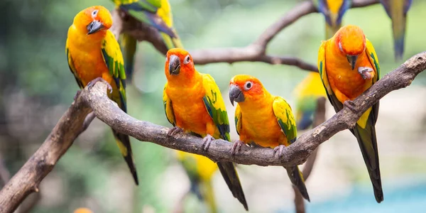 Sun Conure Parrot Tree Branch Eats Food — Stock Photo, Image