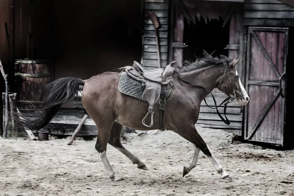 Les Chevaux Dans Paddock Entraînement Sont Derrière — Photo