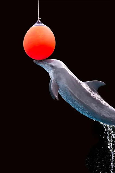 Egy Delfin Jumping Show Játszik Egy Labdát Fekete Háttér — Stock Fotó