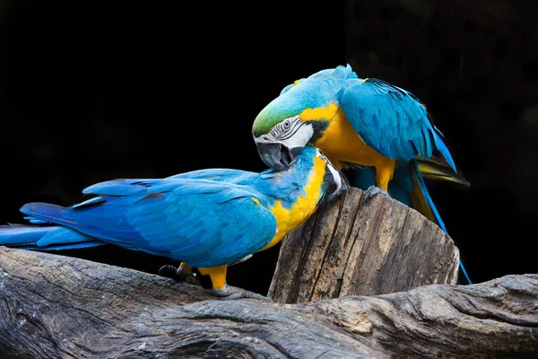 Blue Macaws Playing Wood — Stock Photo, Image