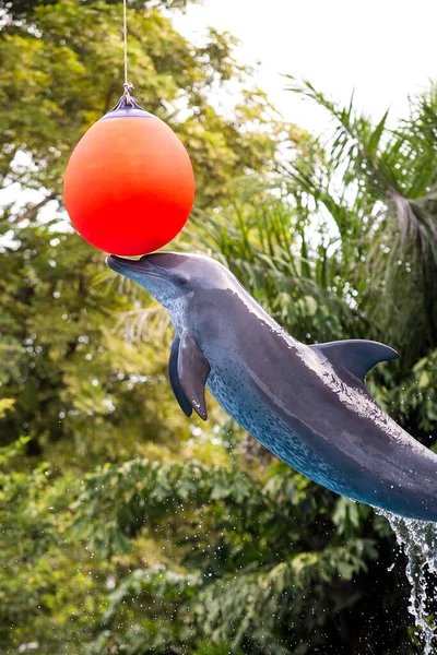 Delfín Muestra Saltando Sobre Una Pelota — Foto de Stock