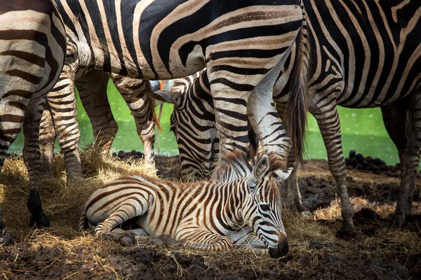 Mère Zèbre Tient Près Bébé — Photo