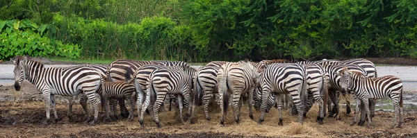 Een Kudde Zebra Staat Bij Hun Welpen — Stockfoto