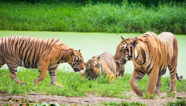 Bengalski Tygrys Zoo Zielonym Tle Drzewa Natury — Zdjęcie stockowe