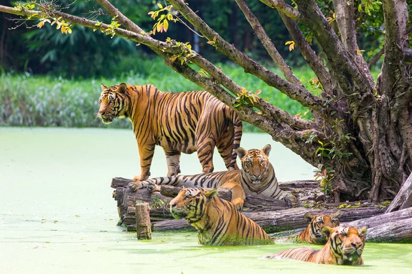 Tigre Del Bengala Nello Zoo Sullo Sfondo Verde Dell Albero — Foto Stock
