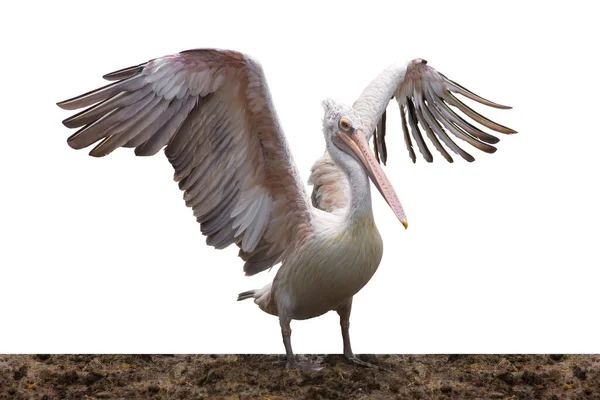 Pelican Staan Met Vleugels Gespreid Dierentuin Witte Achtergrond — Stockfoto
