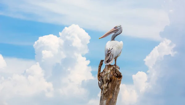 Pelican Flying Zoo Sky Background — Stock Photo, Image