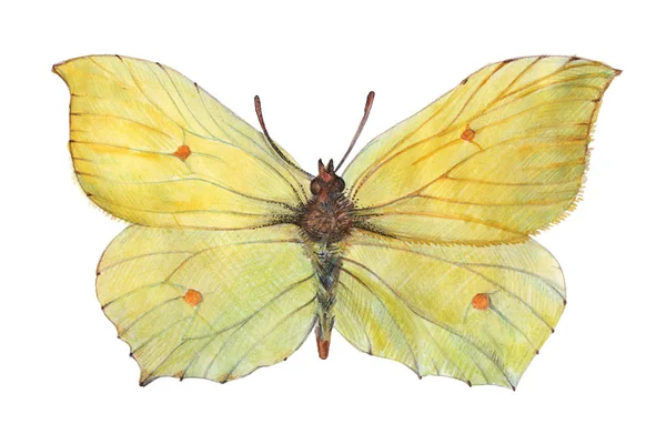 Borboleta Amarela Erva Cidreira Buckthorn Realizado Por Aquarela Lápis Cor Imagem De Stock