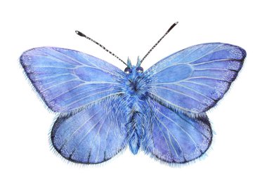 Butterfly Lycaena (copper-butterfly)  Beautiful sky blue butterfly isolated on a white background. Drawing watercolor, color pencils. clipart