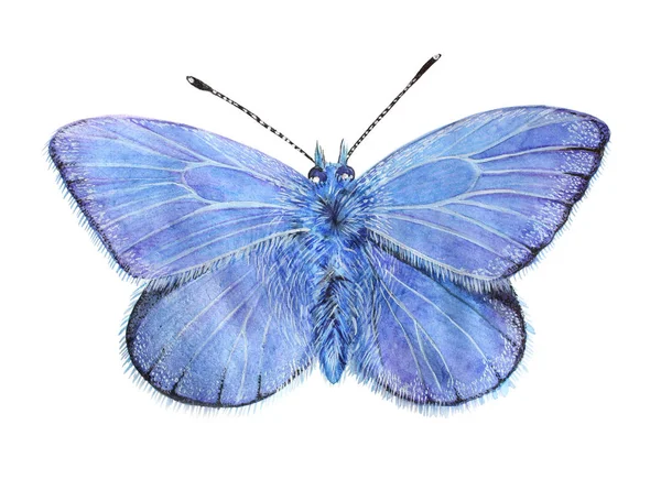 Motyl Lycaena Miedź Motyl Piękne Niebo Niebieski Motyl Odizolowany Białym Zdjęcia Stockowe bez tantiem