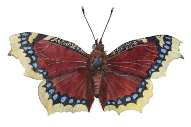 Camberwell Güzeli (nymphalis antiopa) - Kelebek yas pelerini. Nemfalide ailesinin büyük, güzel kelebeği. Resim suluboya ve renkli kalemlerle yapılır..