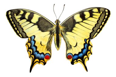 Kırlangıç - Papilio Machaon renkli kelebek beyaz arka planda izole edilmiş. Suluboya ve renkli kalemlerle yapılmıştır..