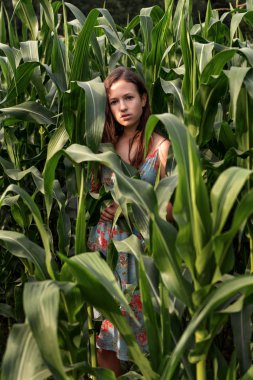 uzun boylu mısır bitkileri kasvetli bir gün batımı ışık kırsal alan arasında bir esmer kız portresi