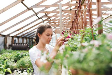 Profesyonel kadın bahçıvan serada çalışıyor. Bahçe sera iç çiçekçi