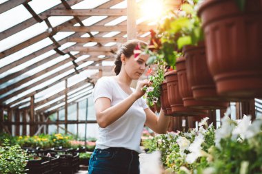 Profesyonel kadın bahçıvan serada çalışıyor. Bahçe sera iç çiçekçi