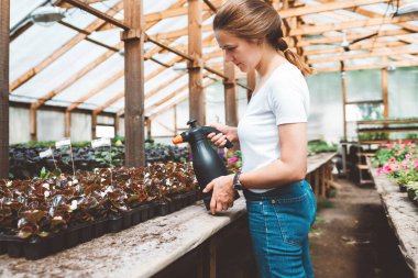 Seranın içinde çalışan kadın çiçekçi. Serada profesyonel kadın bahçe