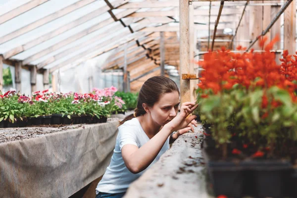 Professional woman gardener working in greenhouse. Florist inside garden greenhouse interior