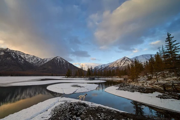 El perro pasea a lo largo de la orilla de un lago de montaña. Paisaje invierno . — Foto de Stock