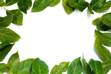 Boşluk bırakır beyaz arka plan Archidendron jiringa (Jack) kopyalama araç ten Nielsen. Web sitesinde düzenlemede kullanılan yaratıcı.