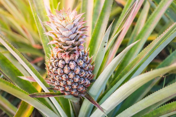 Green Pineapple in the morning Thai Garden Phuket, Ananas comosus,Plantae,Magnoliophyta.