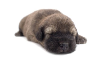 Sevimli köpek beyaz arka plan Phuket Tayland, Bang Kaew köpek.