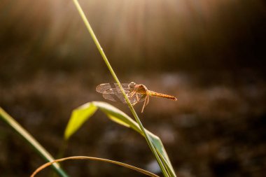 Thailand.Insects, tropikal alanlarda bahçesinde yaprak güzel yusufçuk