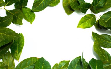 Kopyalama alanı bırakır beyaz arka plan Archidendron jiringa (Jack) araç ten Nielsen.at Phuket Tayland