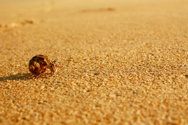 Krab Poustevník Anomura Coenobita Paguroidea Shell Dopis Pláži Pozadí Phuketu — Stock fotografie