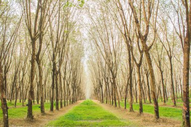 Orman yeşil renkli lastik plantasyon Hindistan kauçuk orman Island phuket, Tayland