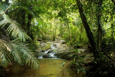 Şelale Ton Sai orman Phuket Tayland. Tropikal bölge Güney Tayland