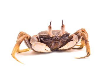 Hayalet yengeç whtite arka plan Ocypode ceratophthalmus phuket Tayland, hayvanlar, tropikal alanlarda.