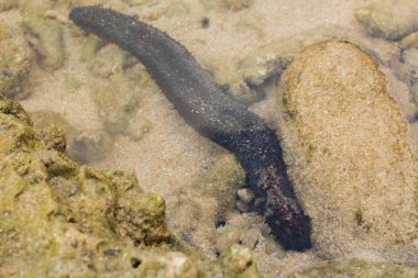 Deniz hıyarı Echinodermata ormanda Phuket Tayland