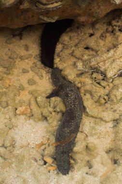Deniz hıyarı Echinodermata ormanda Phuket Tayland
