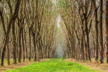 Bahçe kauçuk ağacı Plantae Hevea brasiliensis Sütleğengiller Phuket Tayland