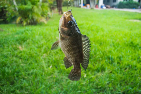 Pêche Nil Oreochromis Niloticus Dans Étang Phuket Thaïlande — Photo