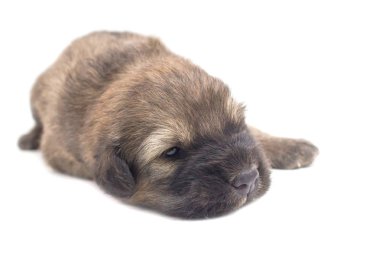 Sevimli köpek beyaz arka plan Tay Bang Kaew köpek