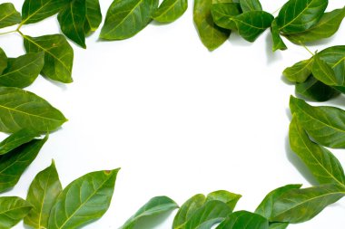 Boşluk bırakır beyaz arka plan Archidendron jiringa (Jack) kopyalama araç ten Nielsen.