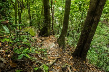 Phuket, Tayland tropikal bölge Güney tropikal bölge ormanda