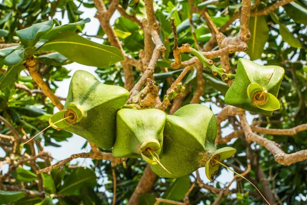 Deniz (L.) Kurz balık tarafından Barringtonia asiatica zehir ağaç phuket Tayland