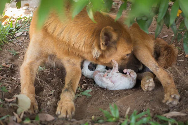 Hunde Öffnen Die Augen Den Ersten Tag Sehen — Stockfoto