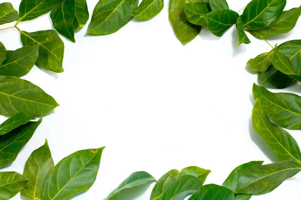 Boşluk bırakır beyaz arka plan Archidendron jiringa (Jack) kopyalama araç ten Nielsen.