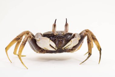 Beyaz arka plan boynuz gözlü hayalet Yengeç Ocypode ceratophthalmus formu Phuket Tayland