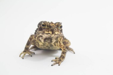 Kurbağa amfibi beyaz arka plan formu phuket Tayland