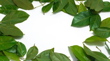 Boşluk bırakır beyaz arka plan Archidendron jiringa (Jack) kopyalama araç ten Nielsen.