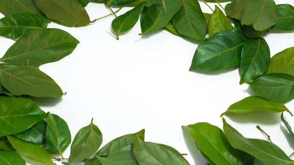 Boşluk bırakır beyaz arka plan Archidendron jiringa (Jack) kopyalama araç ten Nielsen.