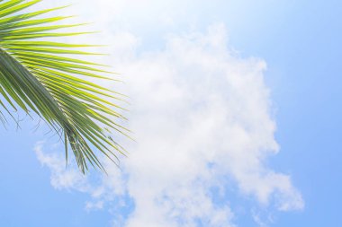 Arka plan gökyüzü hindistan cevizi, Phuket Tayland Parlak, Gerçek yerden gündüz.