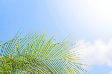 Arka plan gökyüzü hindistan cevizi, Phuket Tayland Parlak, Gerçek yerden gündüz.